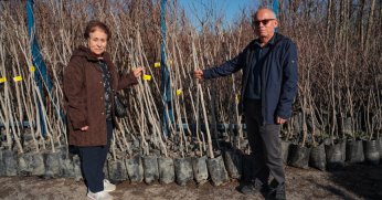 75 üreticiye 3 bin 600 fidan