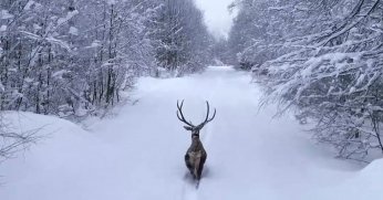 Kızıl Geyik Karlar Arasında Görüntülendi
