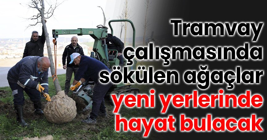 Tramvay çalışmasında sökülen ağaçlar yeni yerlerinde hayat bulacak