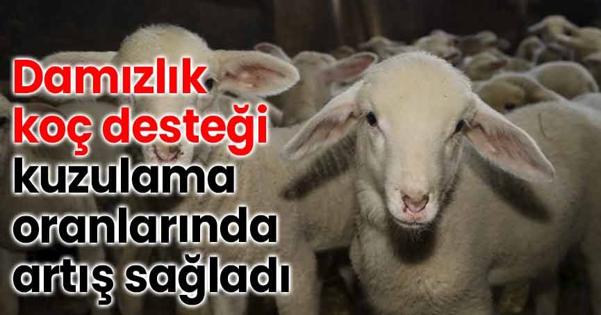 Damızlık koç desteği kuzulama oranlarında artış sağladı