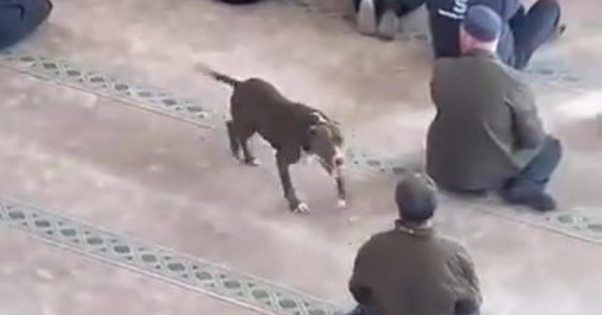 Camiye giren pitbull tedirginliğe neden oldu