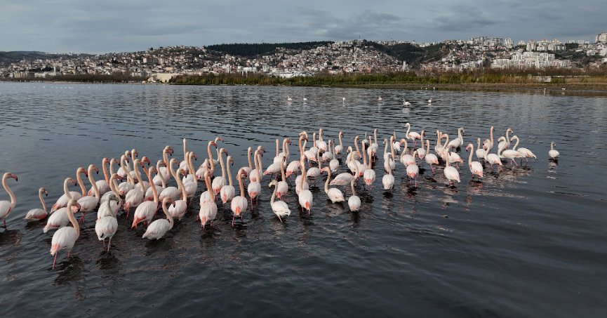 İzmit Körfezi'ne flamingo akını, sayıları katlandı