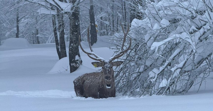Kuzuyayla’da kızıl geyikler kartpostallık görüntüler oluşturuyor