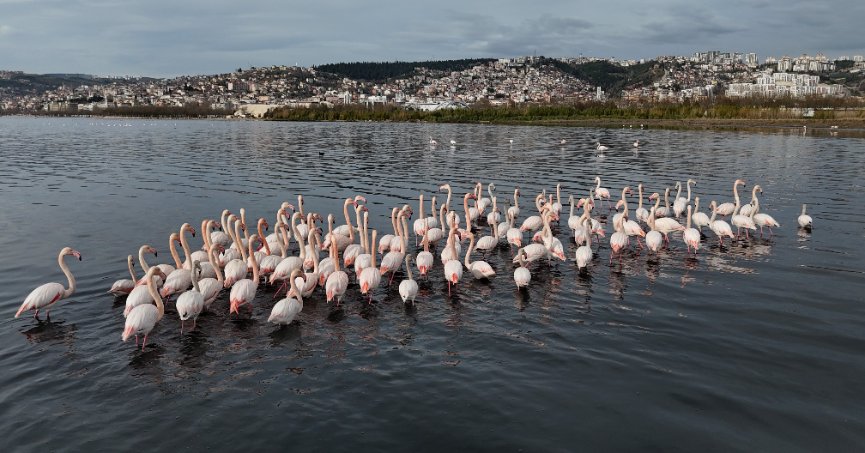 Nesli tükenme tehlikesiyle karşı karşıya kalan kuşlar bile İzmit Körfezi'ni seçti
