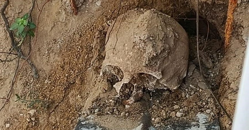Fidan dikimi sırasında insan kafatası ve kemik parçaları bulundu