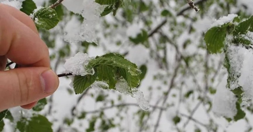 Zirai Don Bekleniyor! 