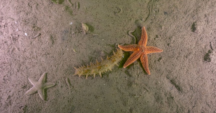Mekânın sahipleri geri döndü