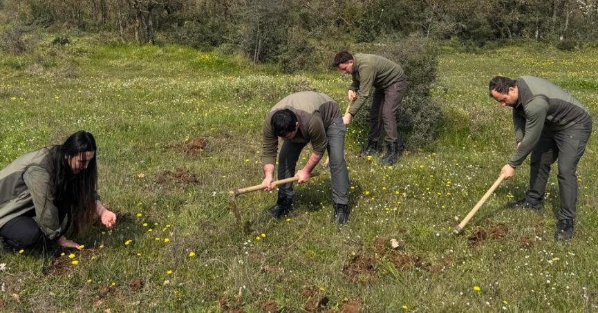 Nesli tehlike altındaki bitkinin yumrularını söken kişiye yarım milyonluk ceza