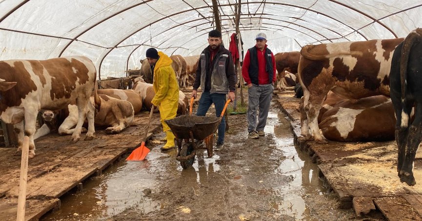 Kurban pazarını su bastı: Yüzlerce hayvanın apar topar tahliyesinde zor anlar
